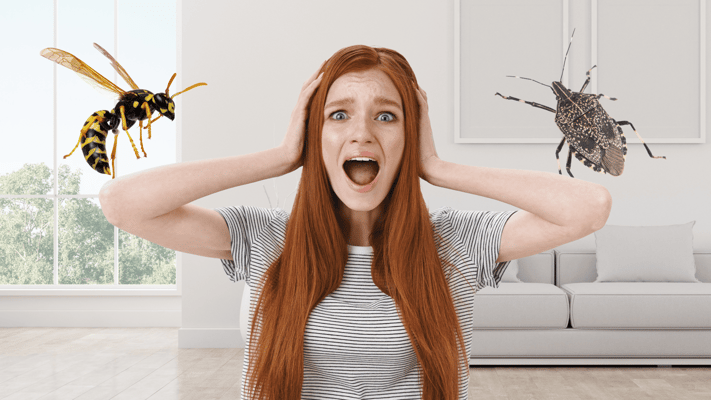 5 Home Entry Points Insects Use to Get Into Your House