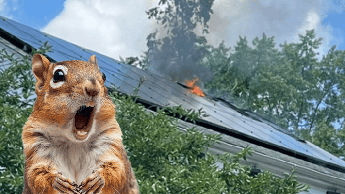 How Squirrels Under Solar Panels May Have Led to a House Fire