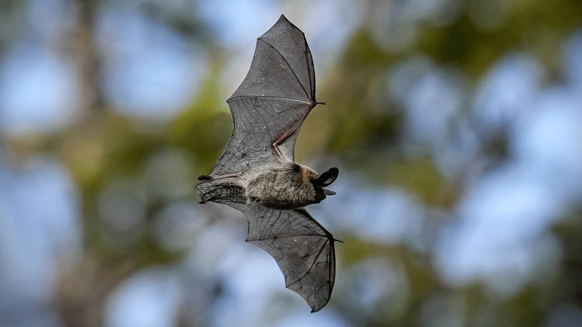 bat-in-flight-at-dawn