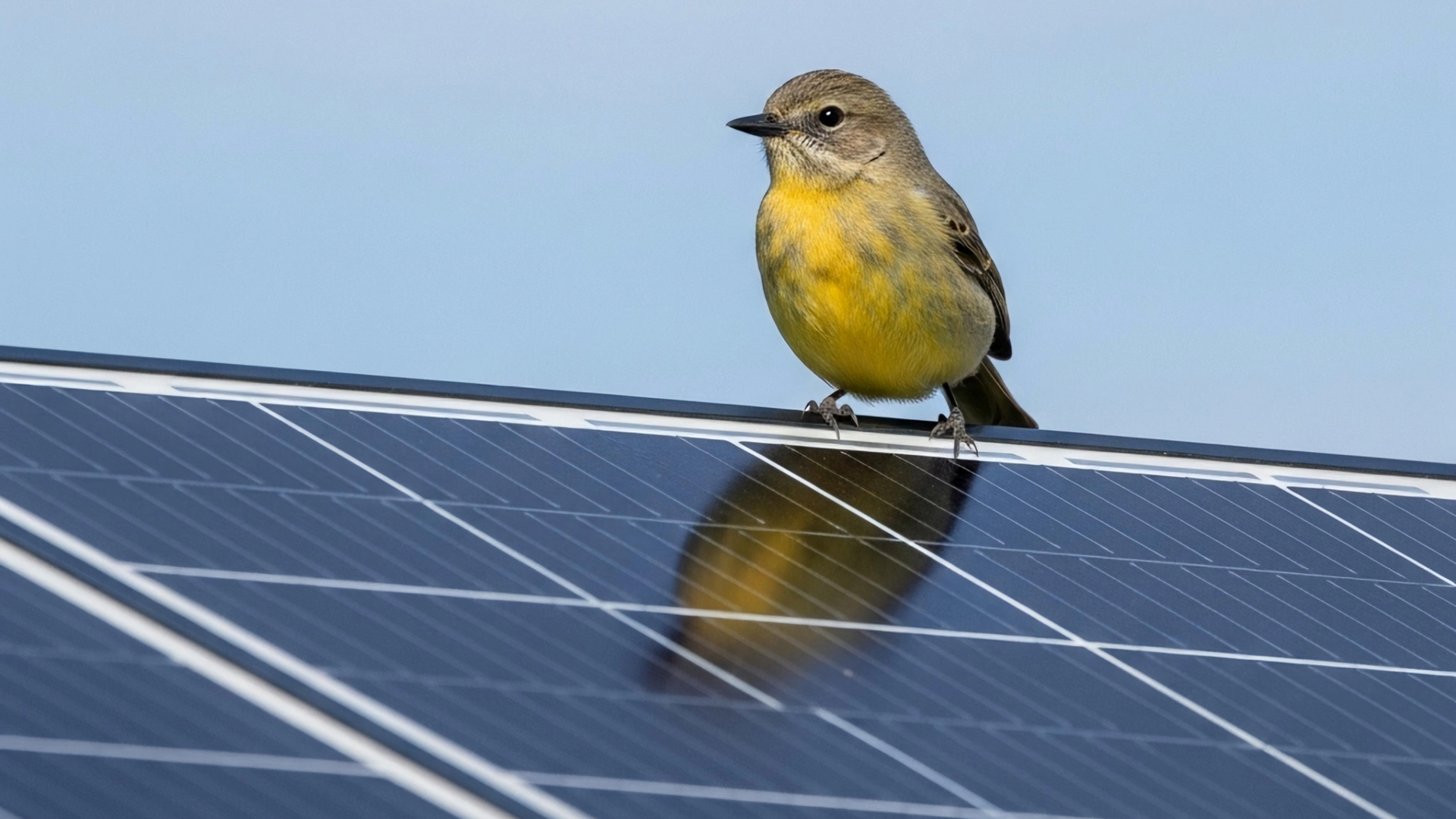 bird-on-solar-panel-1