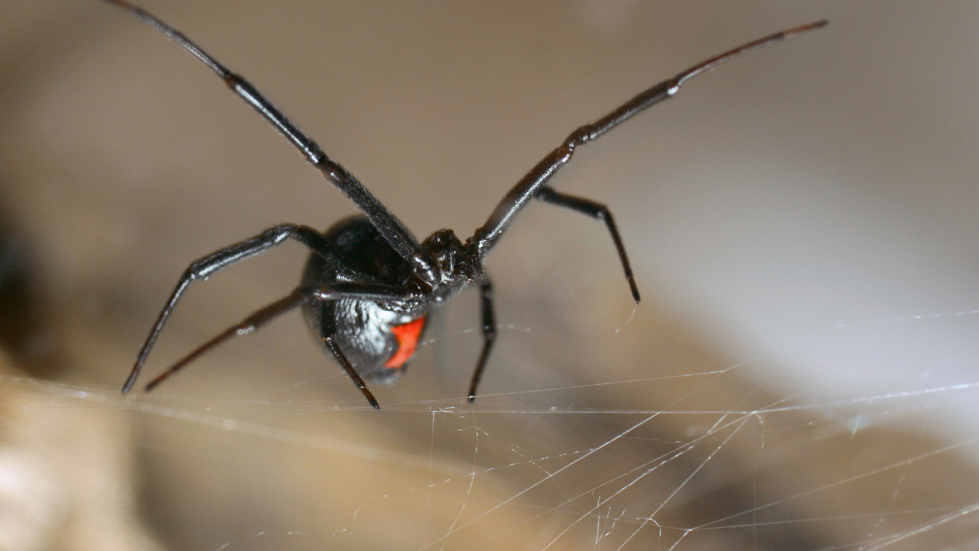 black-widow