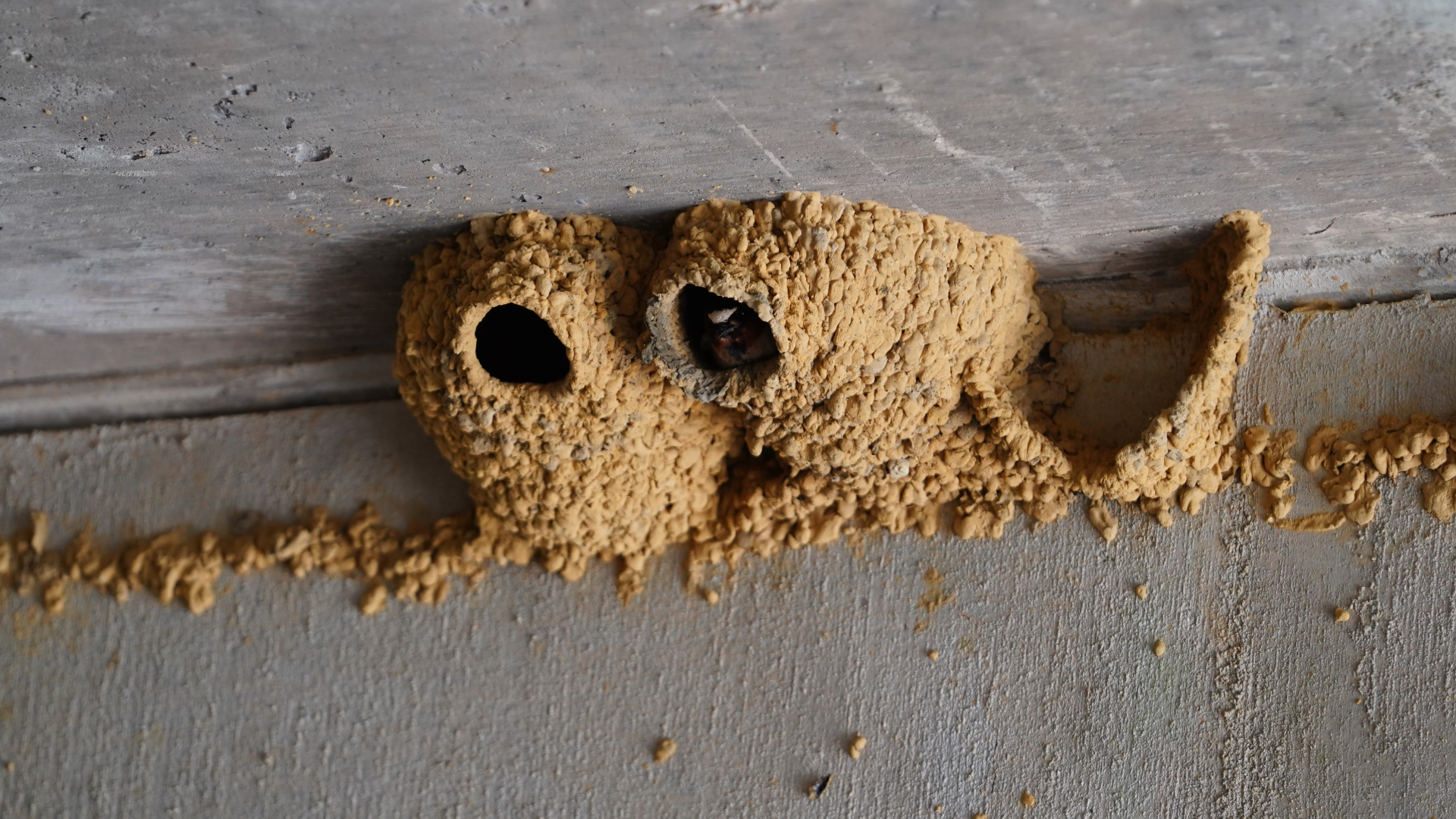 cliff-swallow-nest-1