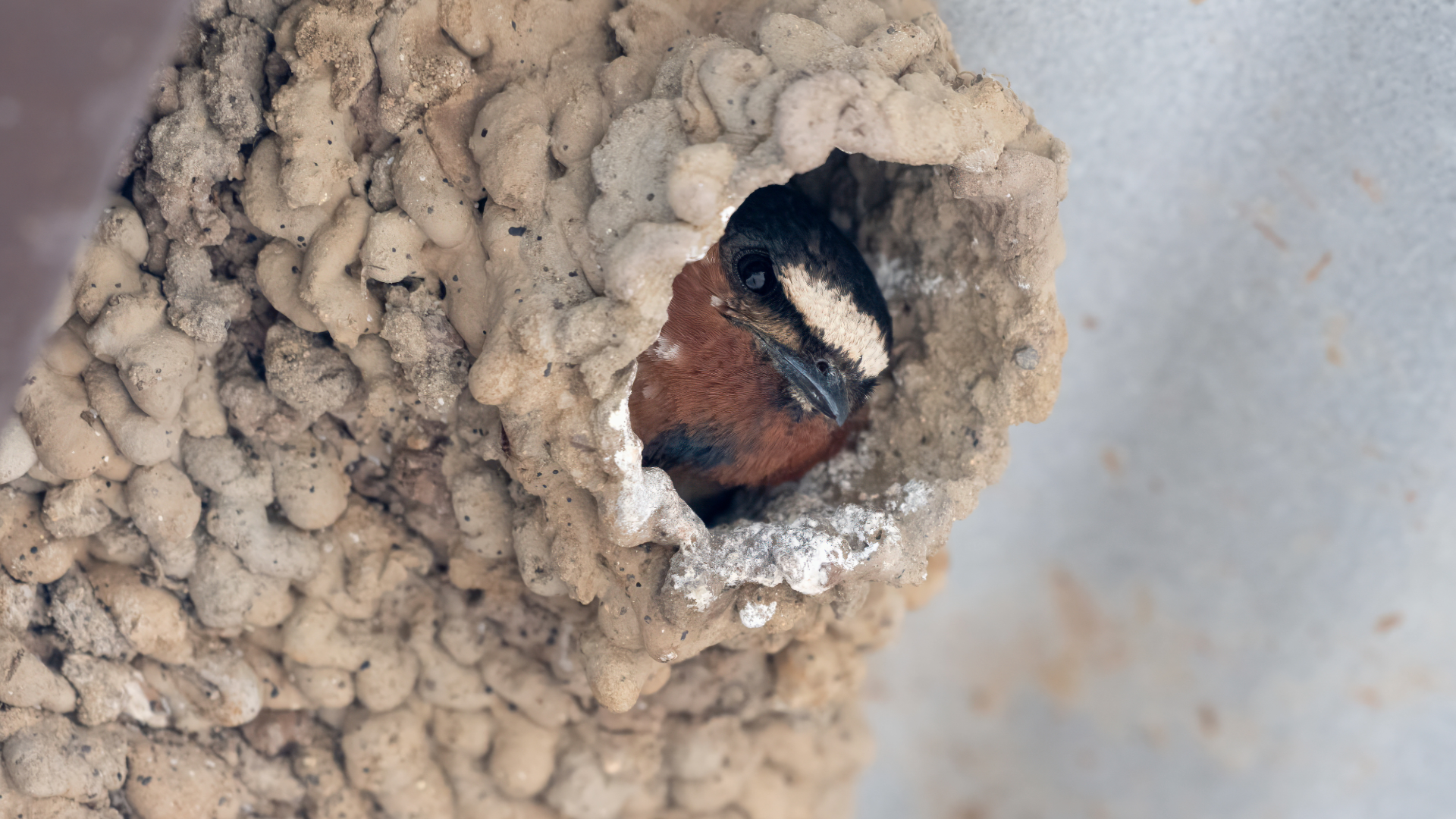 cliff-swallow-nest-2