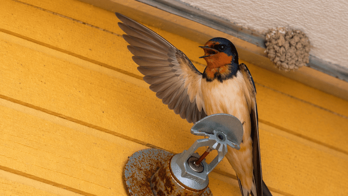 How to Get Rid of Cliff Swallows (For Good)