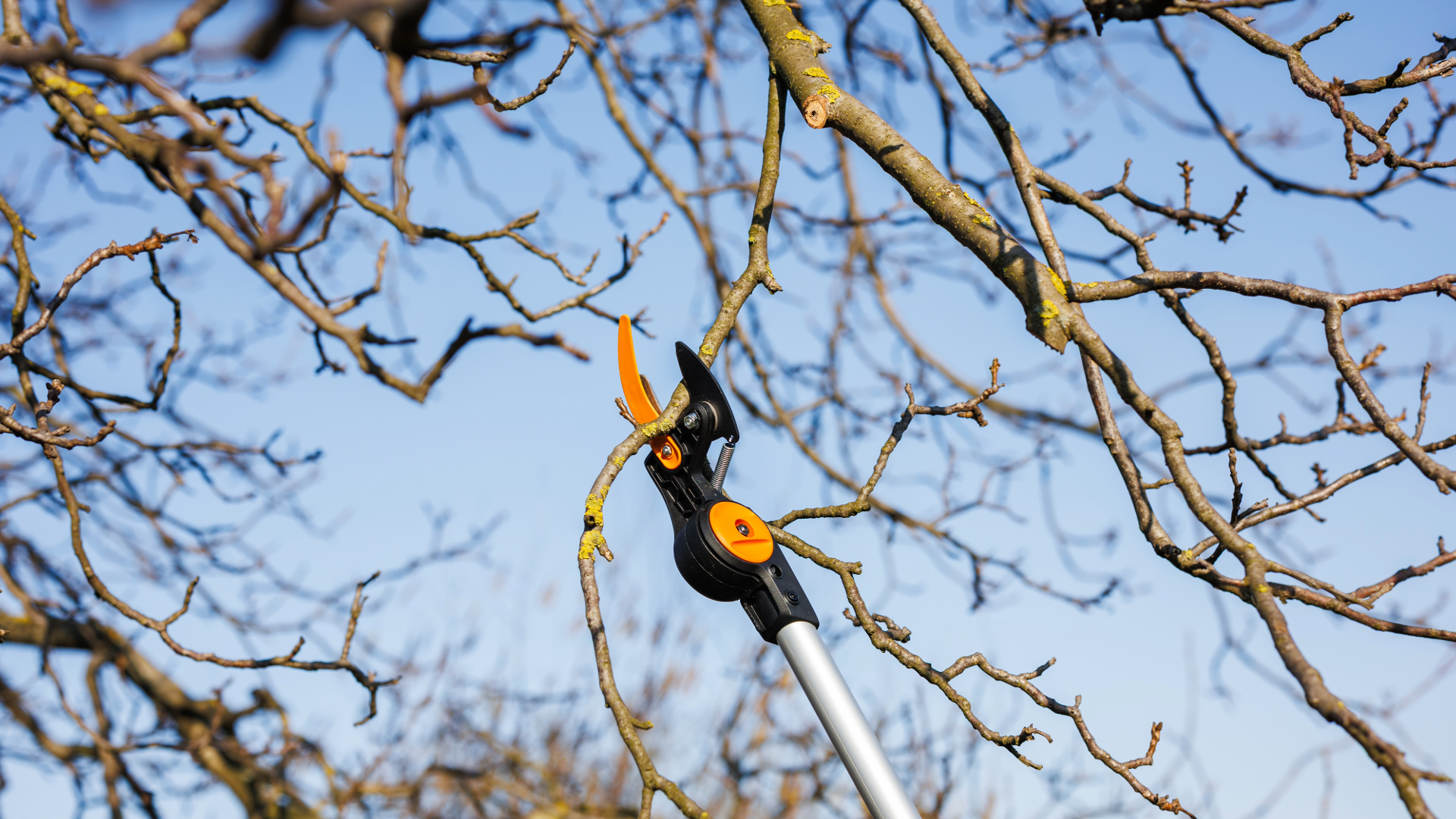 extendable-pole-proner