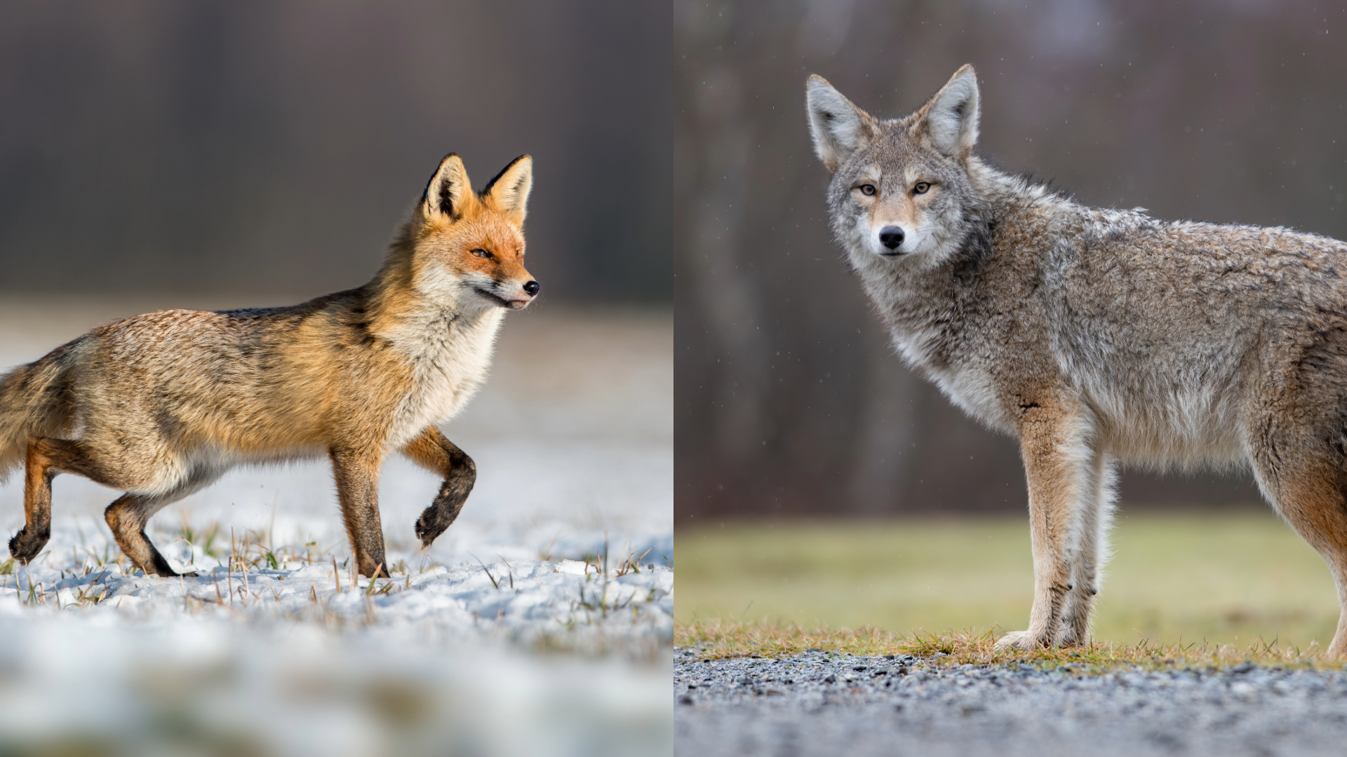 fox-and-coyote