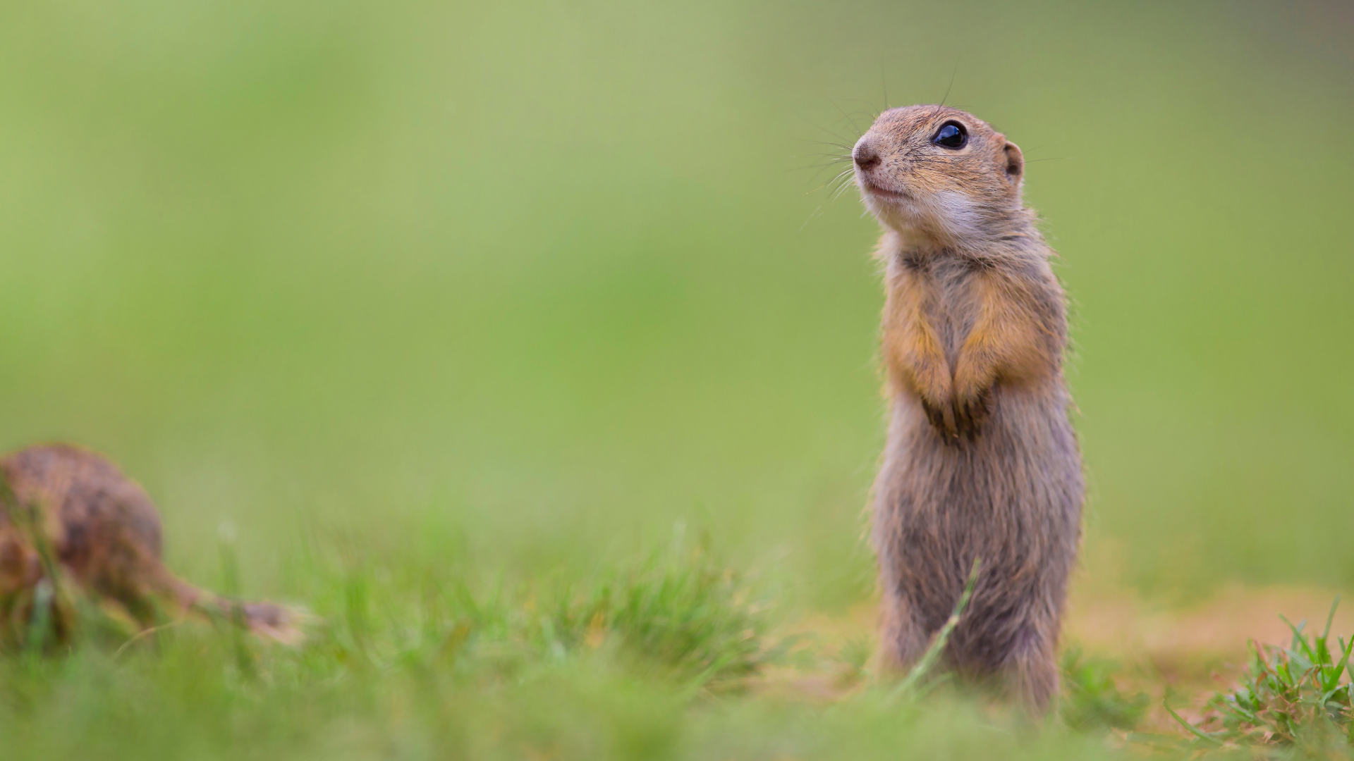 ground-squirrel-2