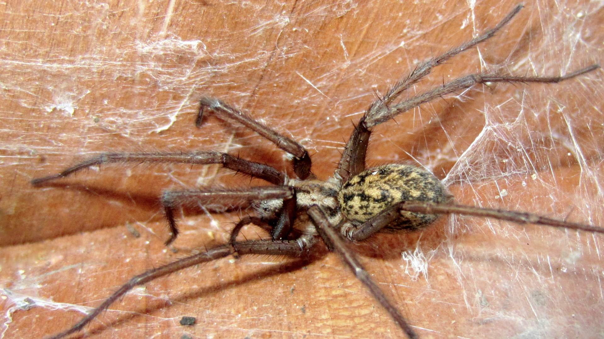 hobo-spider