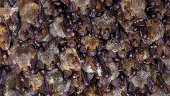Too Late for Summer Bat Exclusion? Here's What to Do