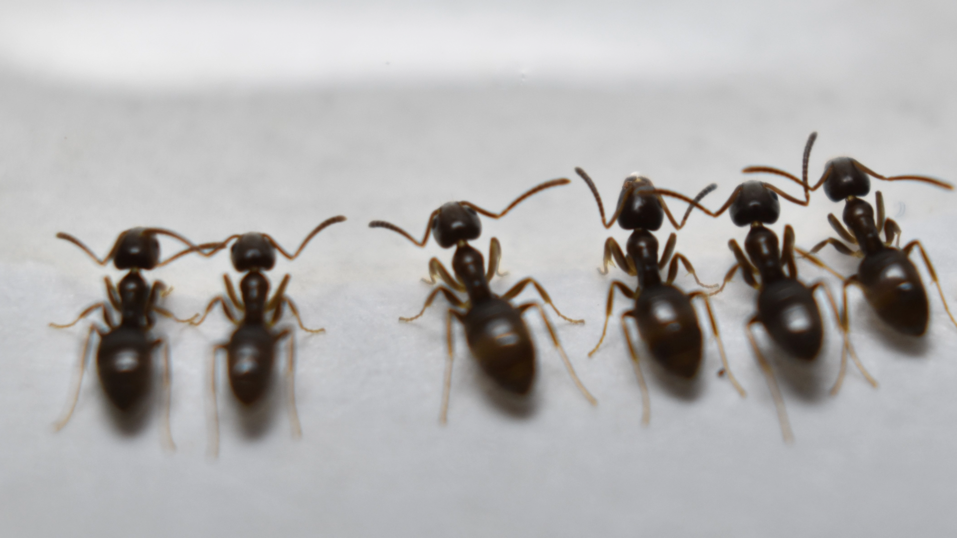 odorous-house-ants