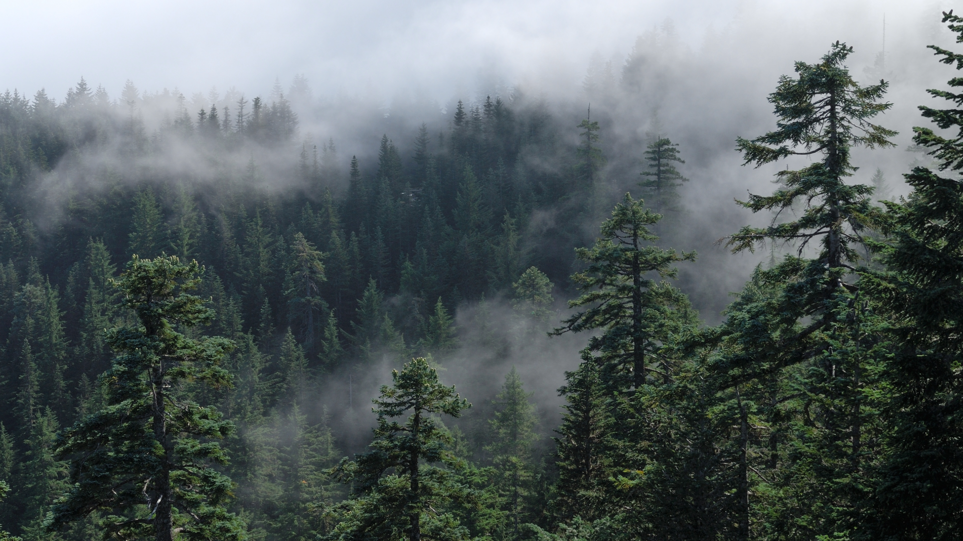 pacific-northwest-trees