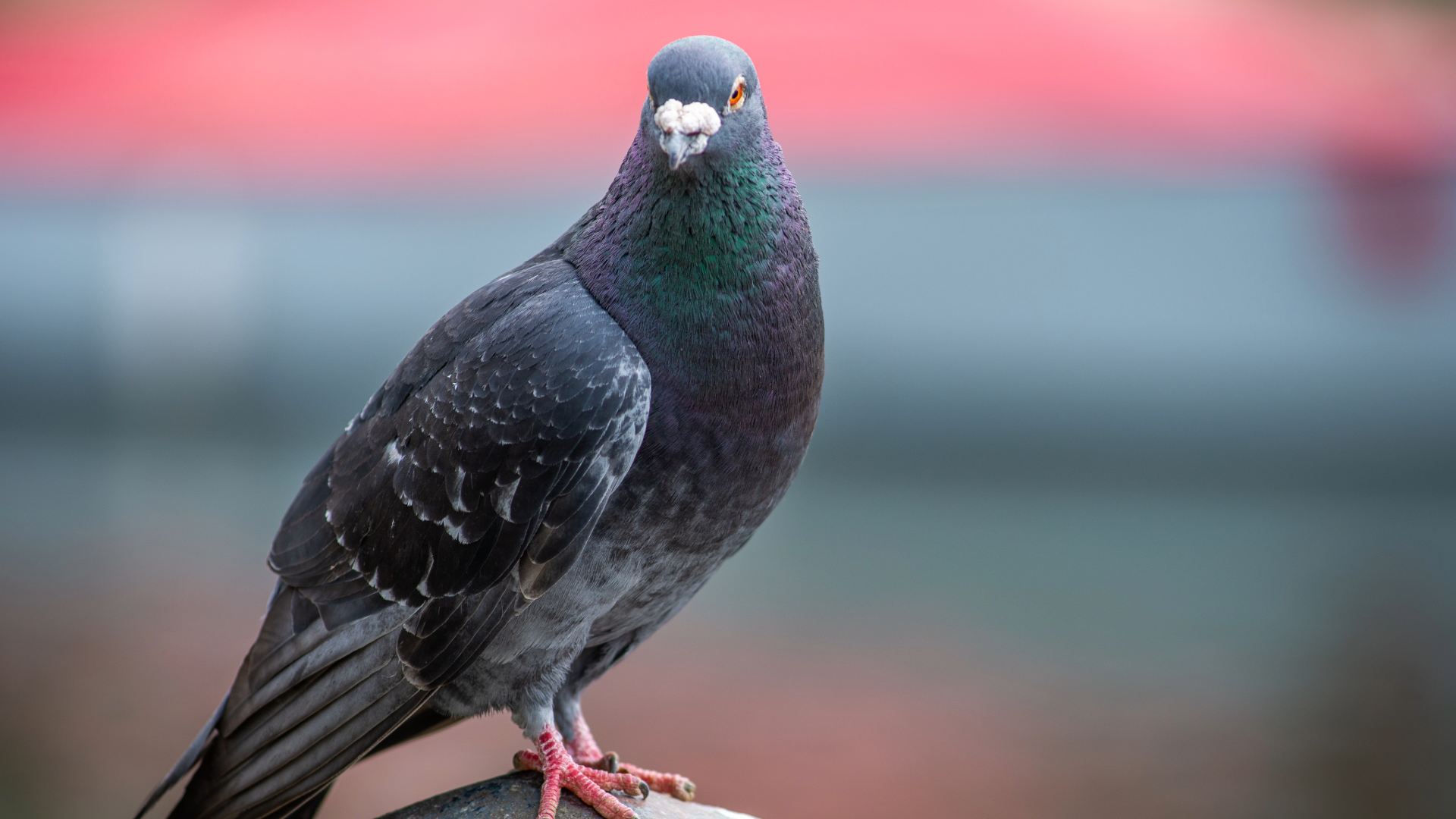 pigeon
