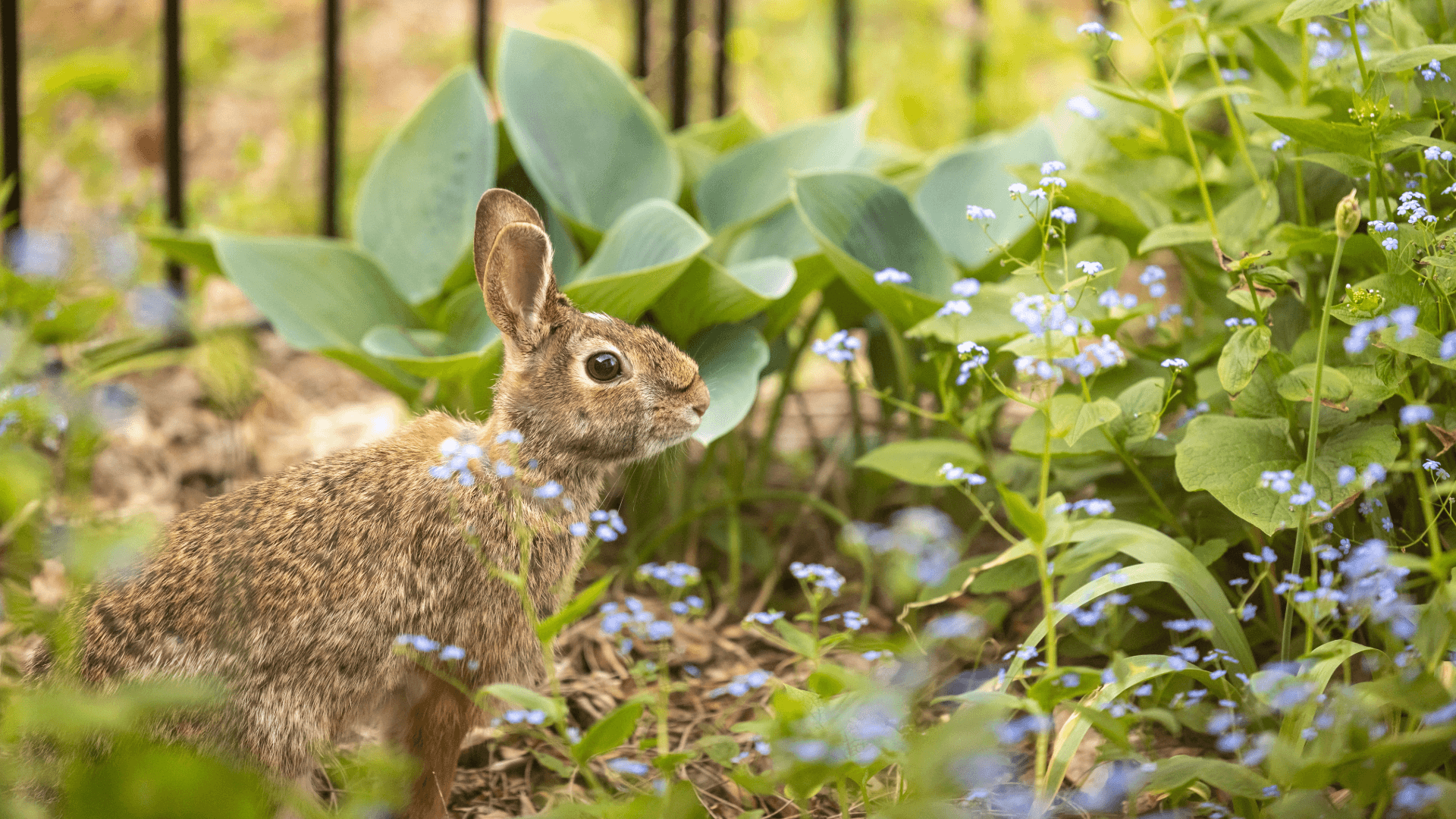 rabbit-1
