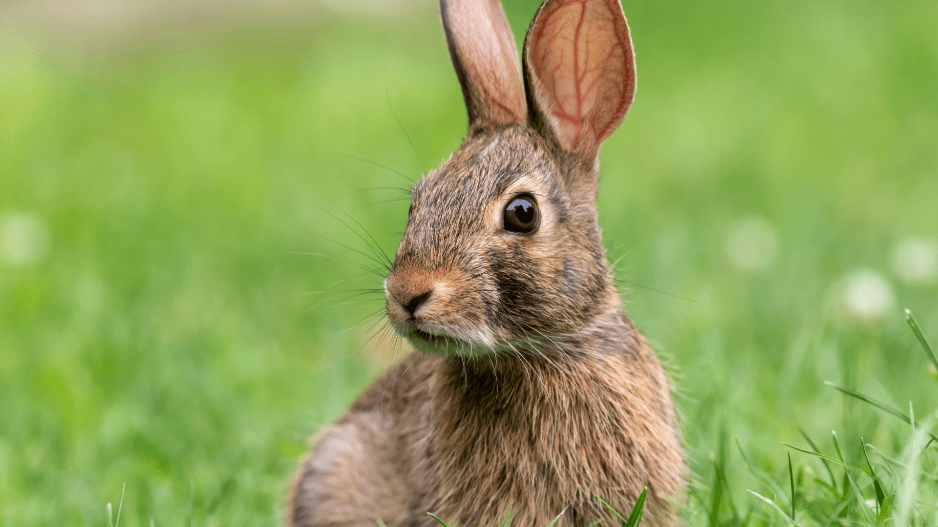 rabbit-2