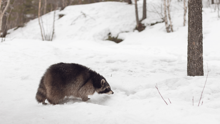 What Winter Weather Fluctuations Mean for Wildlife