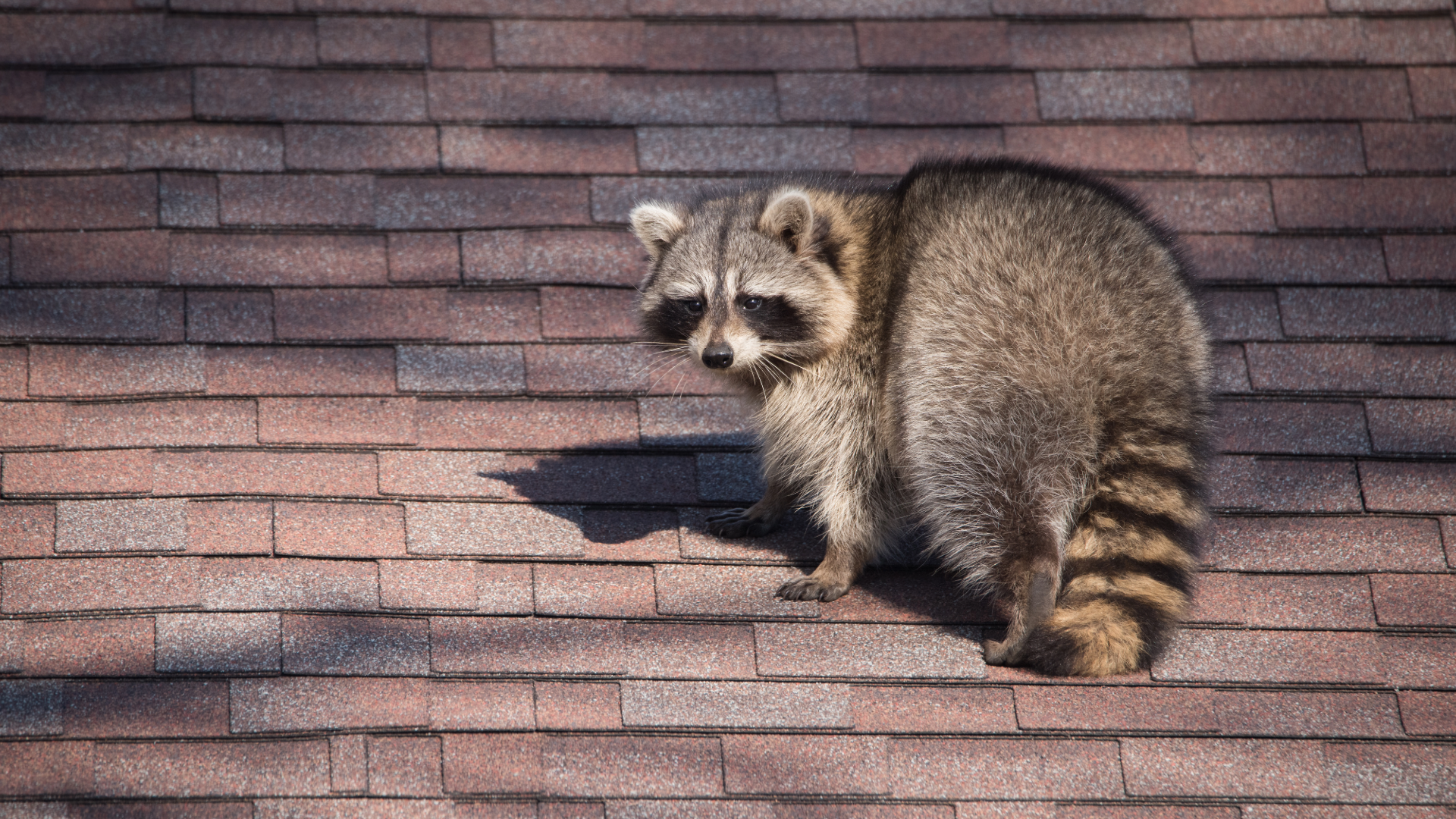 raccoon-on-roof