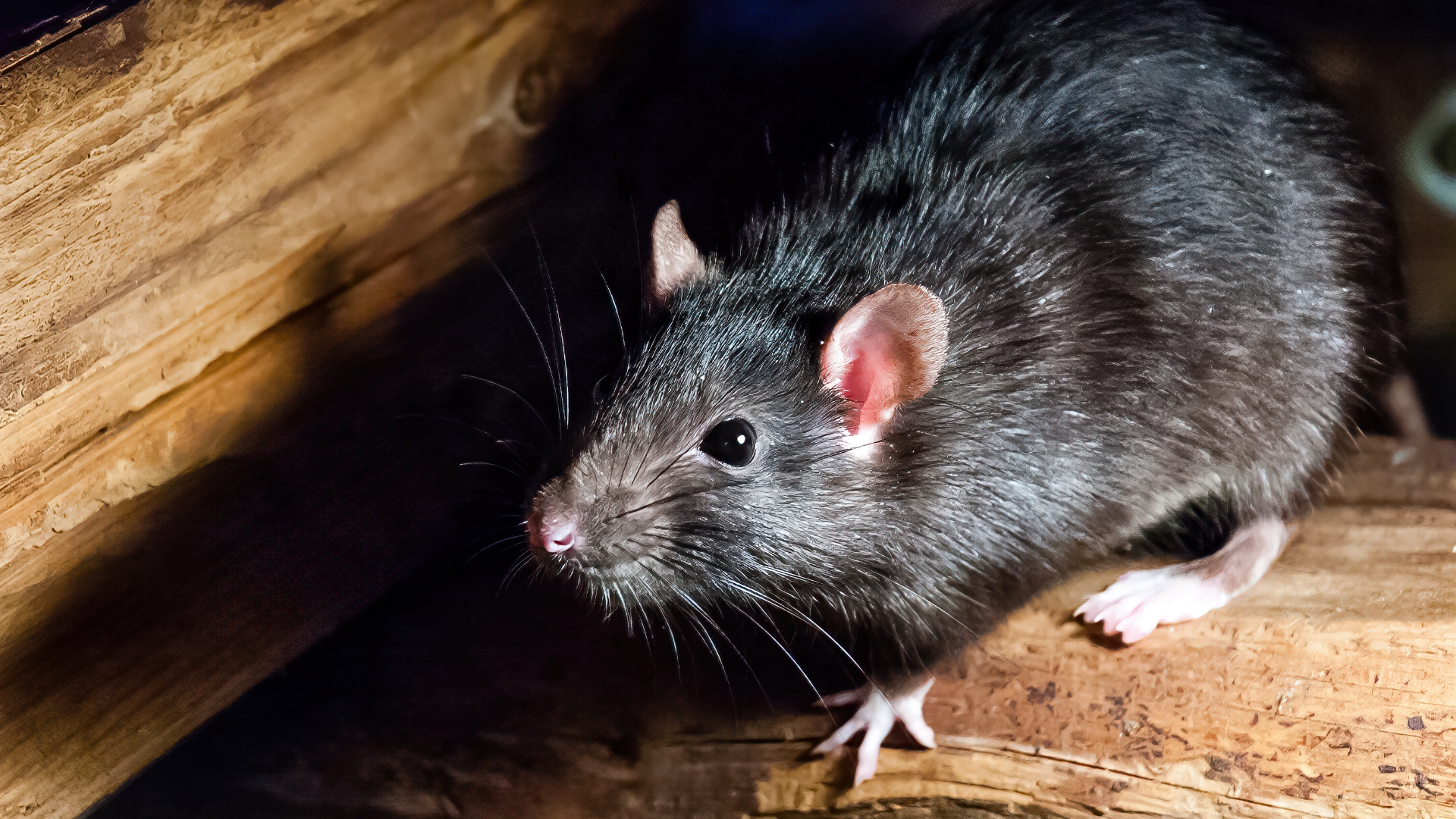 roof-rat