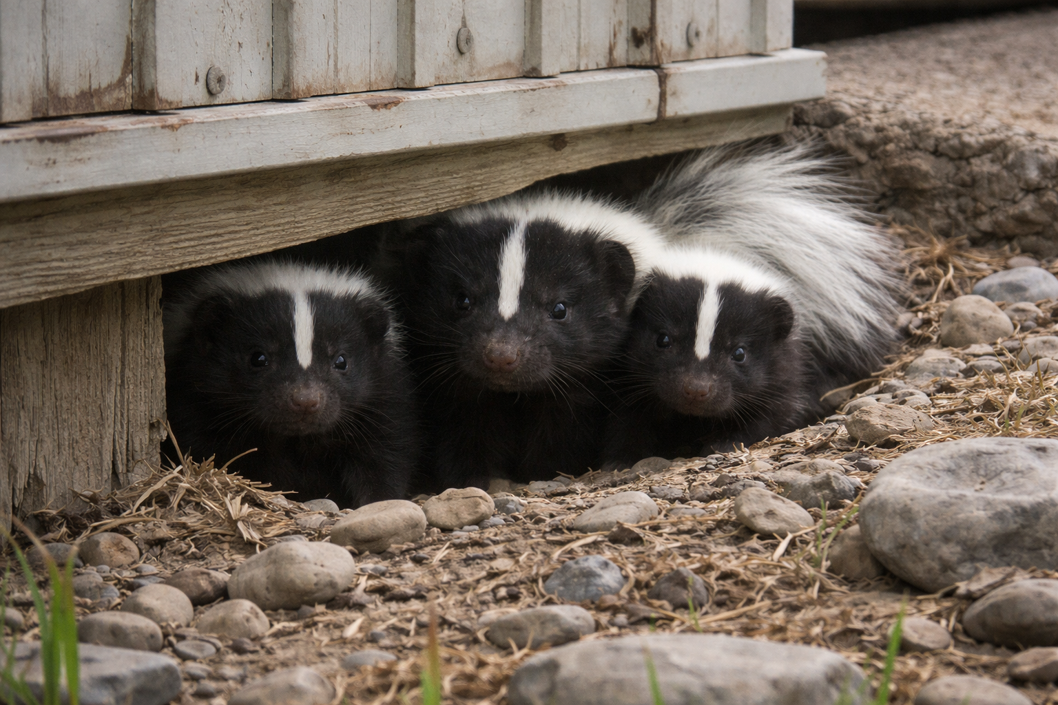 skunk-fam-under-home