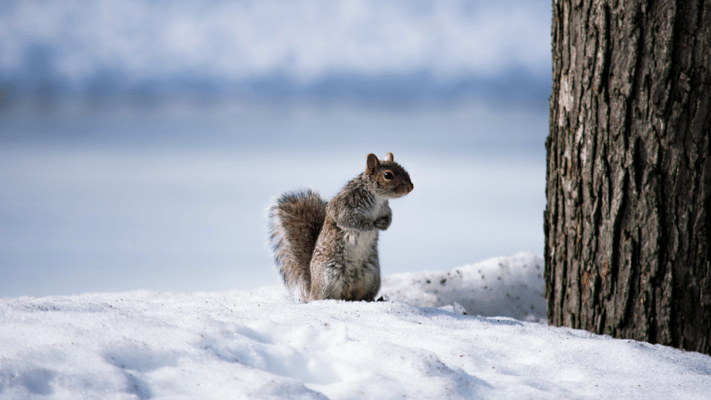 Do Squirrels Hibernate? Here’s What to Know