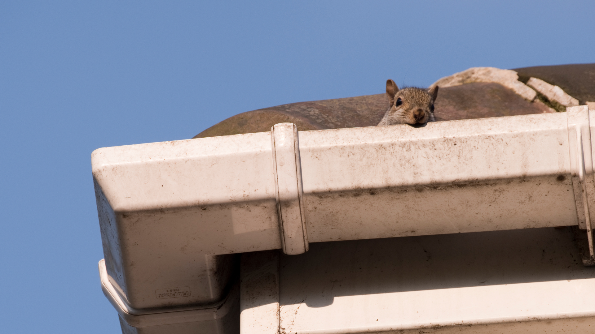 squirrel-on-roof