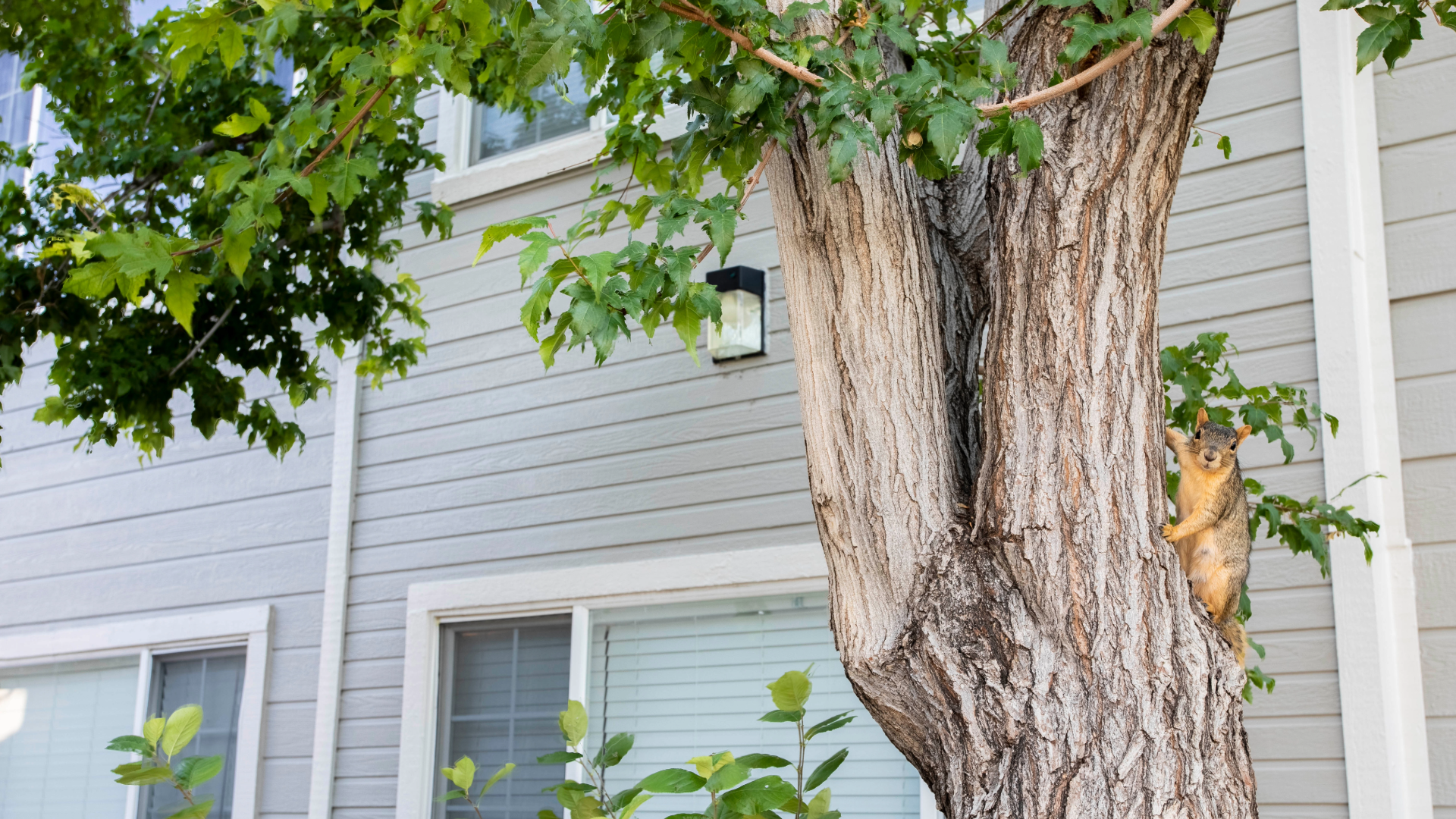 squirrel-on-tree-near-home