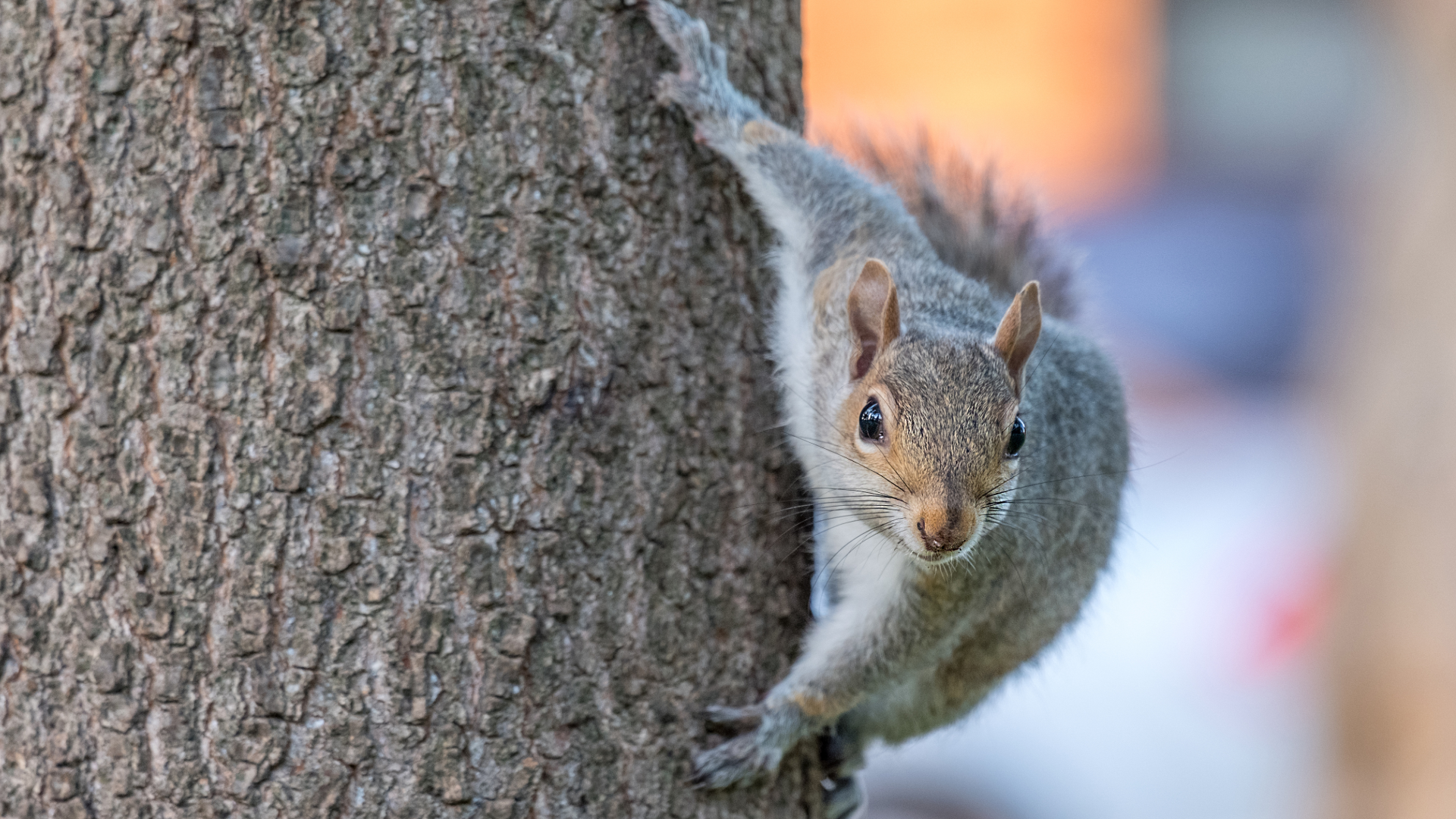squirrel-on-tree
