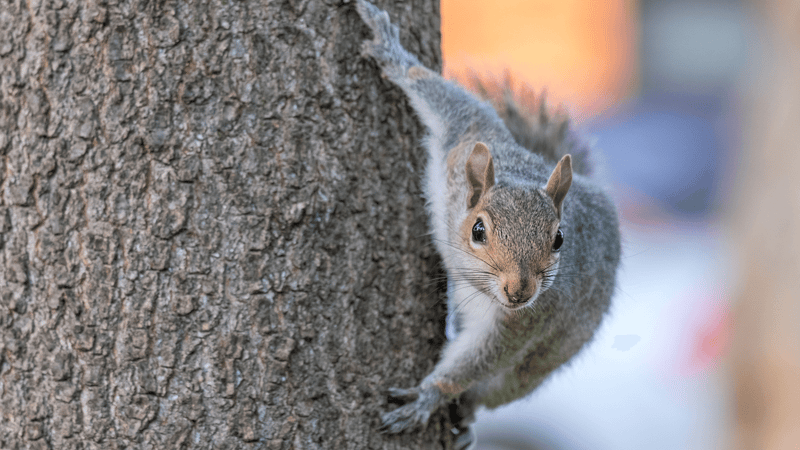 squirrel-on-tree