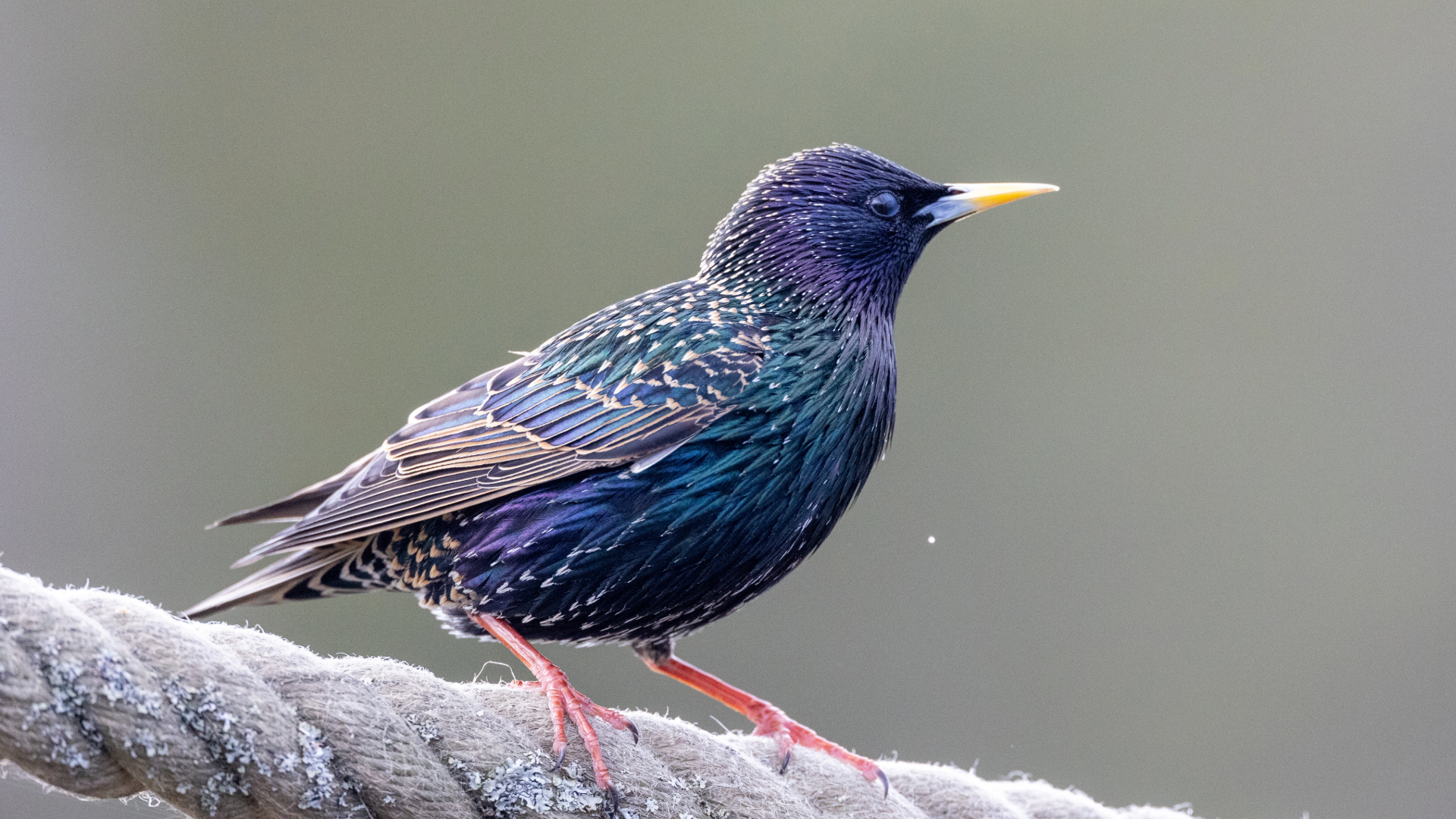 starling