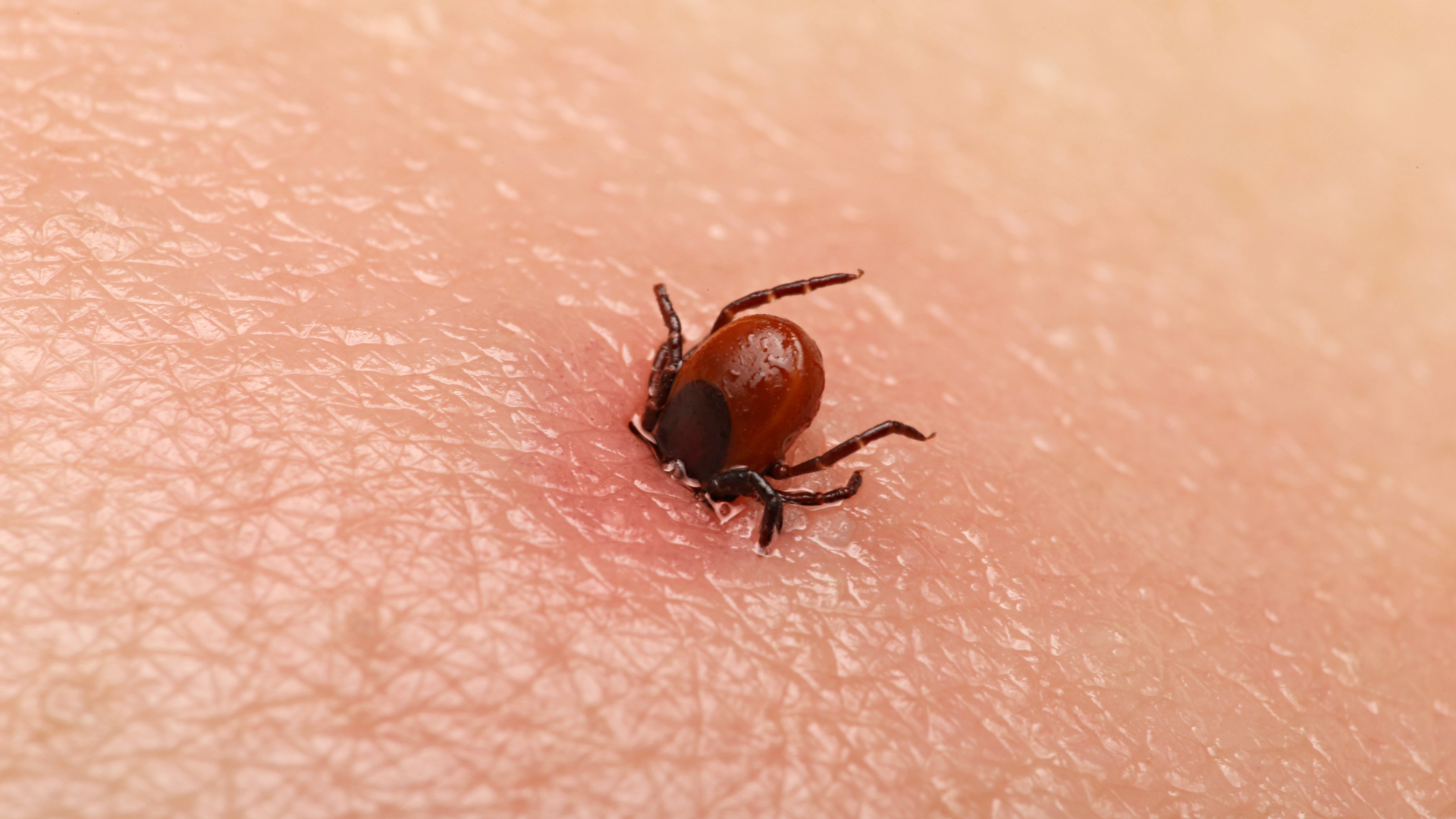 ticks-2