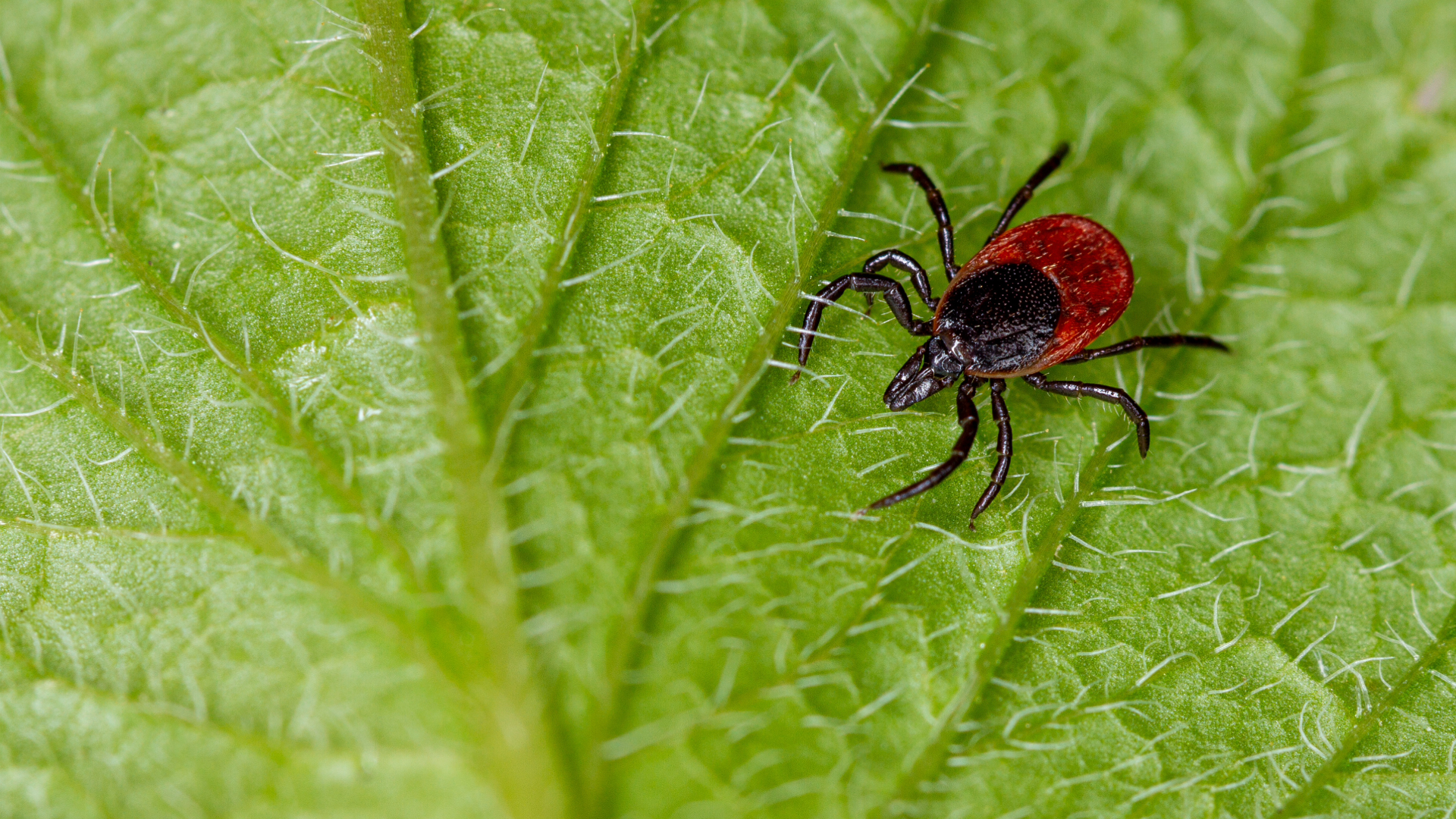 ticks-4