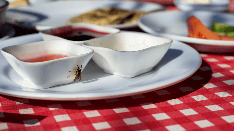 wasp-at-picnic