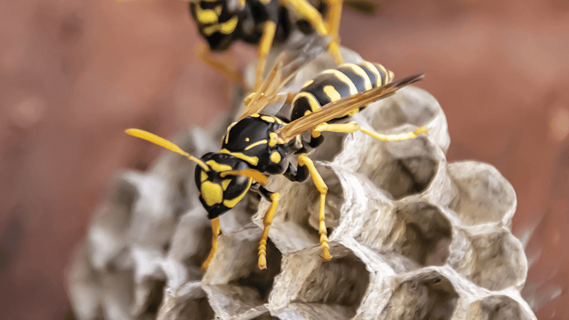 wasp-nest