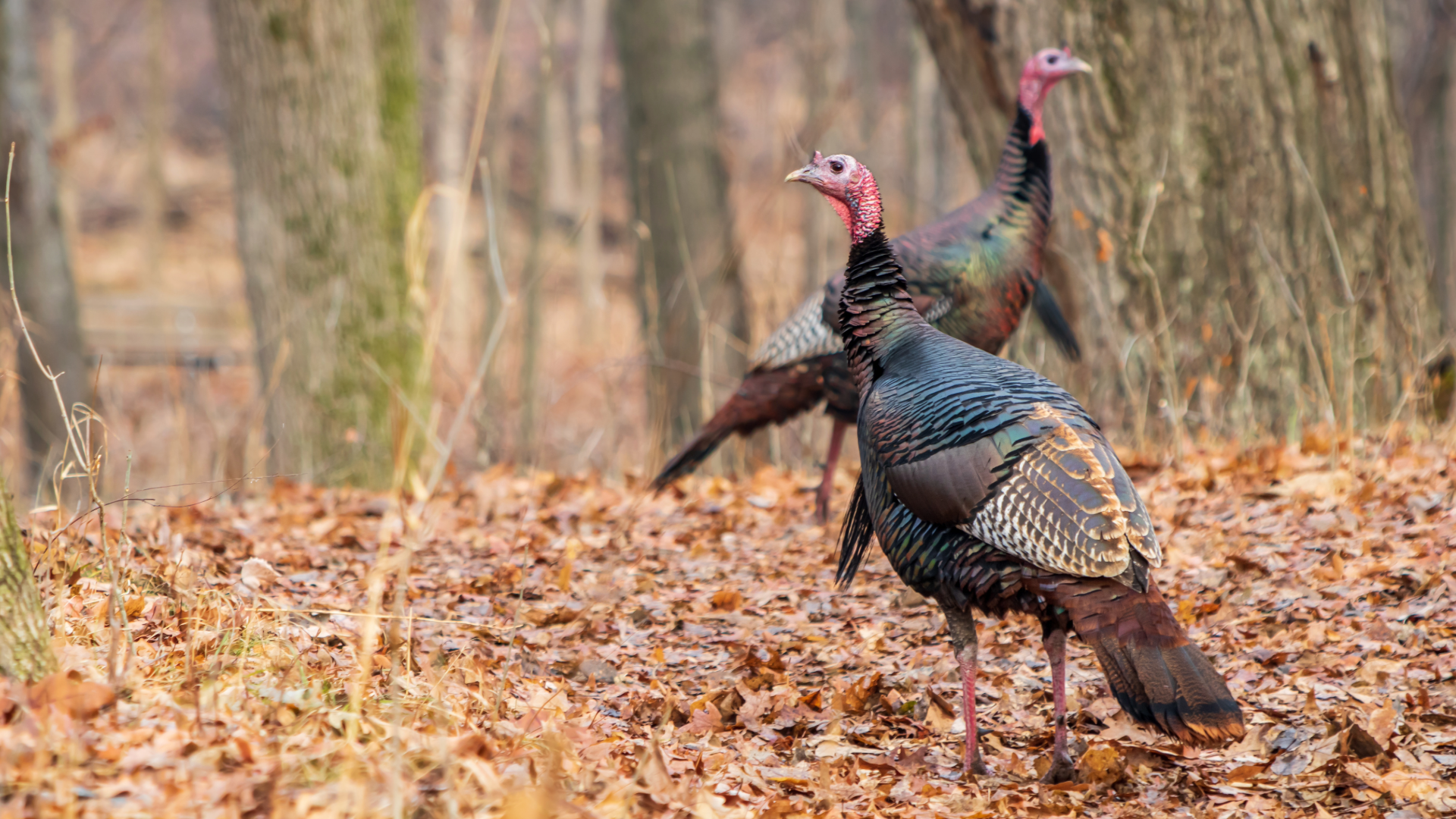 wild-turkeys