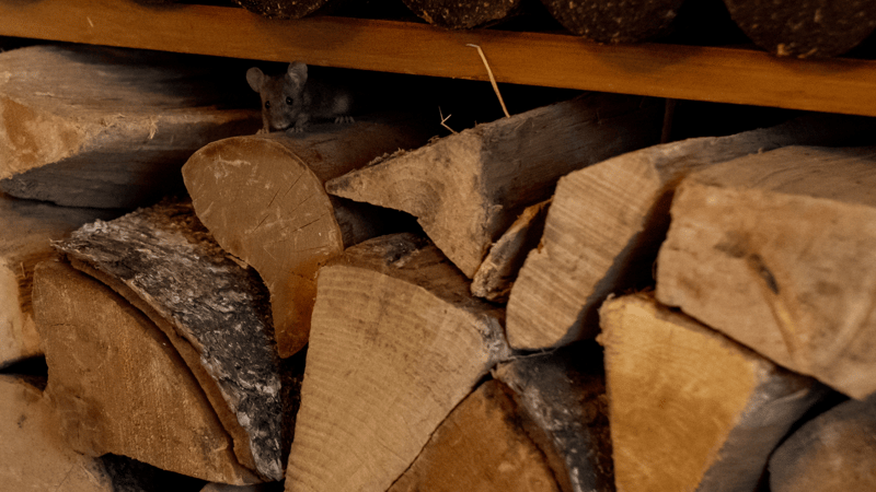 woodpile-with-mouse