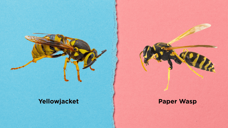 yellowjacket-vs-wasp
