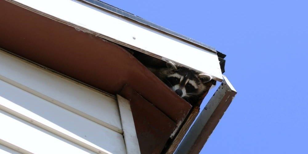 A raccoon peeking out of a broken soffit. There is a blue sky in the background.