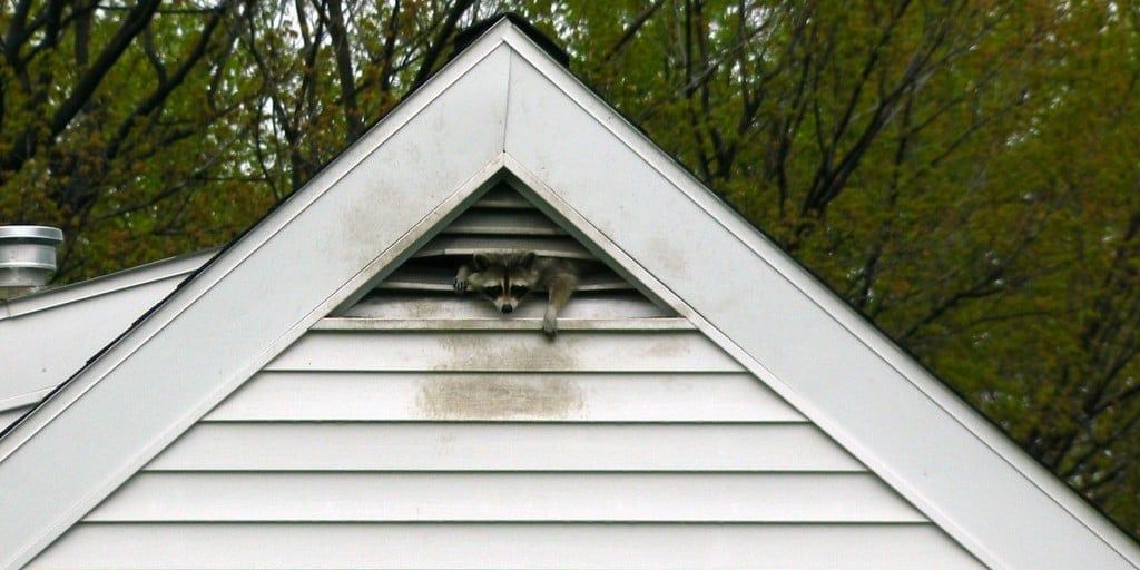A raccoon poking out of the gable vent under the peak of a home with white siding. Trees are visible in the background.