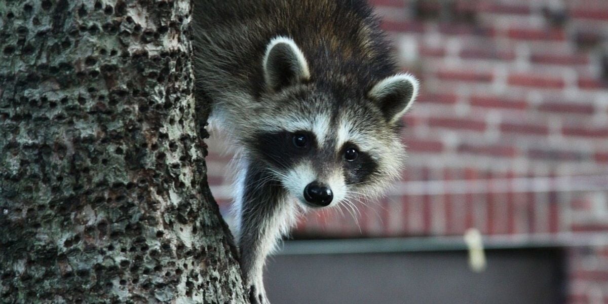 A raccoon hanging on the trunk of a tree with the blurred, brick face of a home visible in the background.